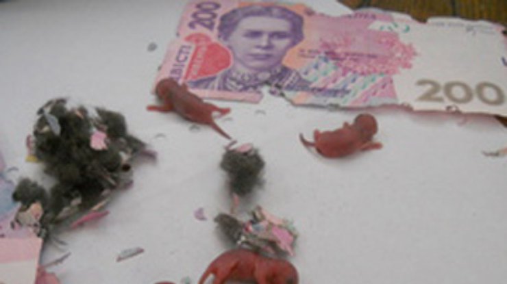 В Луцке мыши погрызли купюры в банкомате