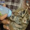 В Ялтинском зоопарке родился детеныш амурского тигра (видео)