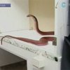 В Нью-Йорке из террариума сбежала кобра
