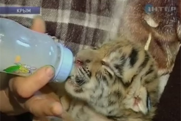 В Ялтинском зоопарке родился детеныш амурского тигра (видео)