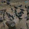 В Харьковском зоопарке прошел праздник встречи птиц