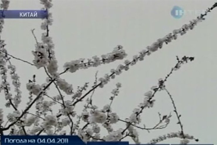 В Китае снег замел весеннюю зелень