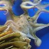 Алуштинский аквариум готовит своего осьминога-предсказателя