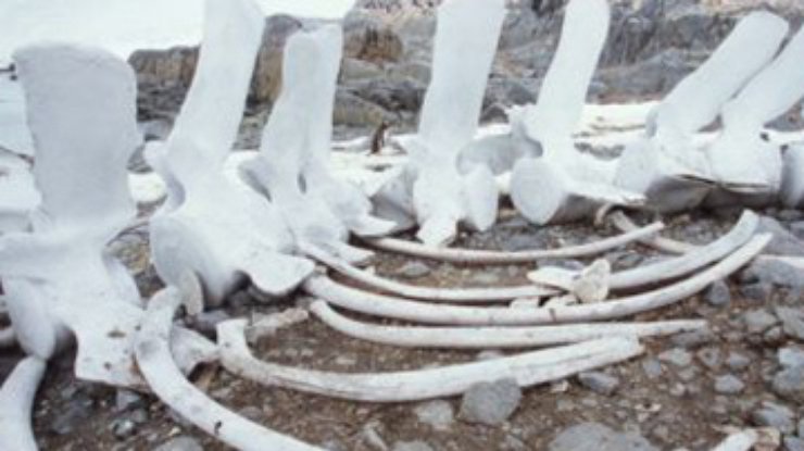 В Египте найден скелет кита, которому 37 миллионов лет