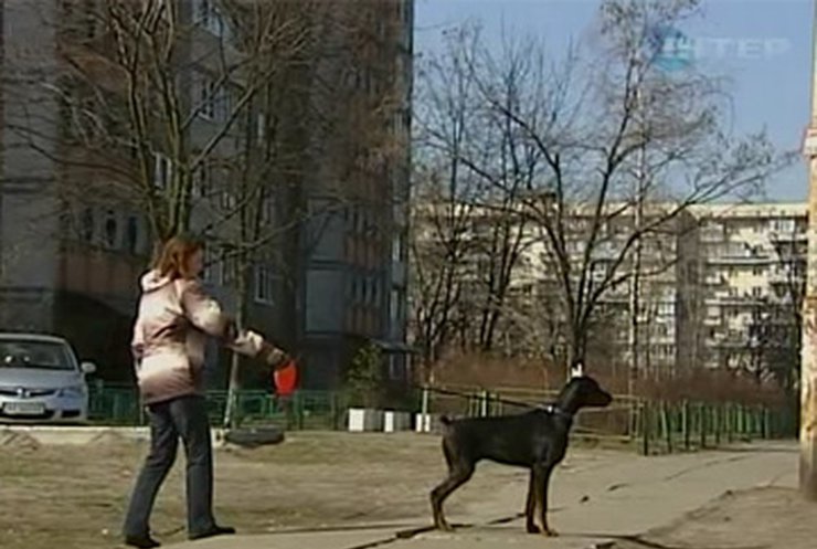 Жителей столицы начали штрафовать за выгул собак в неположенном месте