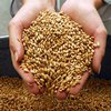 Эксперт: В Украине на 28% может вырасти себестоимость зерна