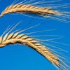 В ЕС возмущены продлением экспортных квот на зерно в Украине