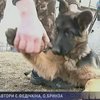 Шесть новых собак для Евро-2012 приобрели в Кировограде