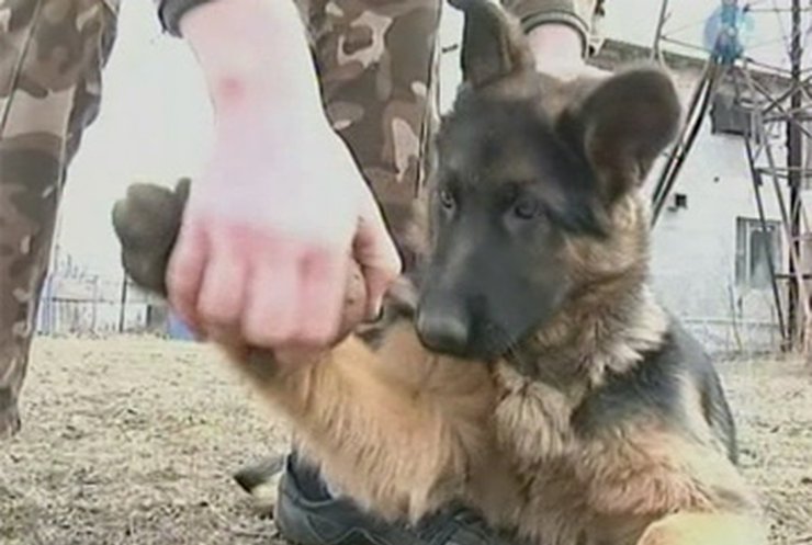 Шесть новых собак для Евро-2012 приобрели в Кировограде