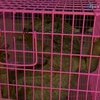 В Тайланде задержали контрабанду варанов