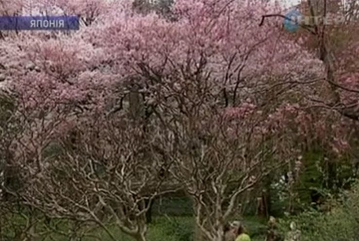 Японский император пригласил в свой сад простых граждан