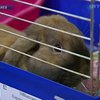 В Киеве открылась выставка кроликов