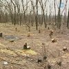 Работники луганского облавтодора незаконно вырубили сотню деревьев