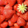 Клубника способона защитить пищевод от онкозаболеваний