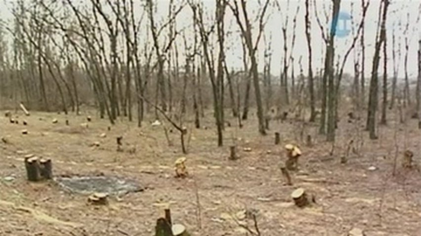 Работники луганского облавтодора незаконно вырубили сотню деревьев
