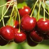 Кислая вишня уменьшает риск заболеваний сердца - медики