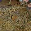 В Ялтинском зоопарке родились трое тигрят