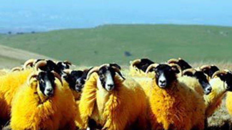 Английский фермер покрасил своих овец в оранжевый цвет
