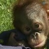 В зоопарке Мадрида родился детеныш орангутанга