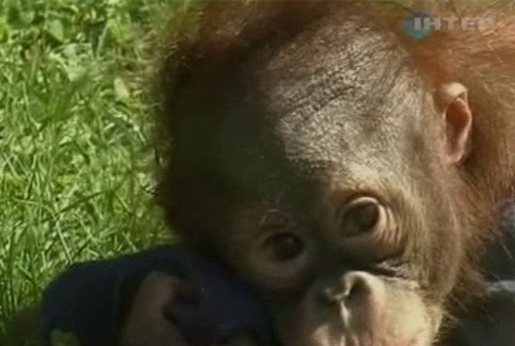 В зоопарке Мадрида родился детеныш орангутанга