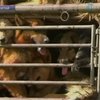 В Китае защитники животных спасли 500 собак