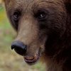 На улице Луганска на женщину напал медведь