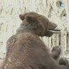 "Подробности": В Луганске на женщину набросился медведь
