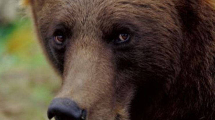 На улице Луганска на женщину напал медведь