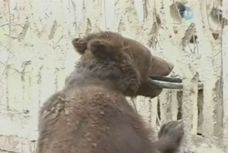 "Подробности": В Луганске на женщину набросился медведь
