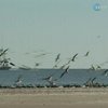 Год назад в Мексиканском заливе произошла авария на нефтяной платформе