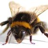 В США пчёлы убили двоих пенсионеров
