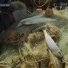 Несмотря на наличие, украинская селедка остаётся дефицитом