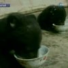 В Китае нашли медвежат-двойняшек