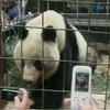 В Китае фермер спас жизнь панде