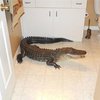Во Флориде женщина нашла аллигатора в собственной спальне