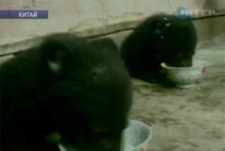 В Китае нашли медвежат-двойняшек