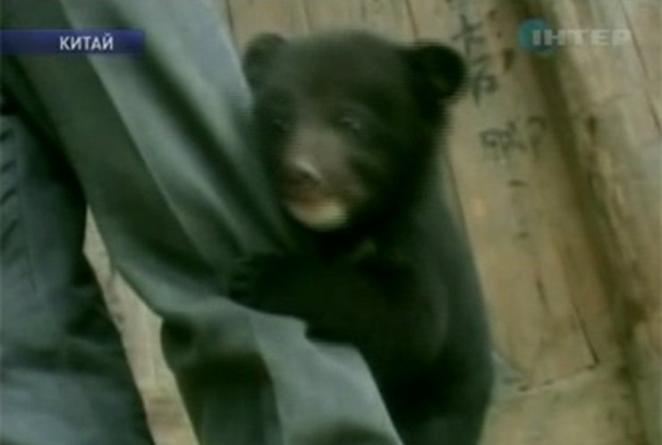 В Китае фермер приручил двух диких медвежат