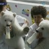 Работники китайского зоопарка спасли двоих полярных медвежат