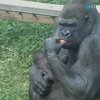 В одном из британских зоопарков родилась маленькая горилла