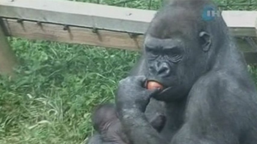 В одном из британских зоопарков родилась маленькая горилла