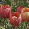 В Никитском ботаническом саду распустились тюльпаны