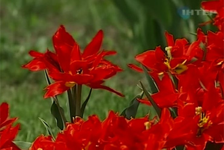 На Певчем поле в Киеве расцвели тюльпаны