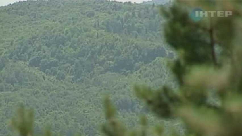 На Буковине незаконно вырубили лес на 2,5 миллиона гривен