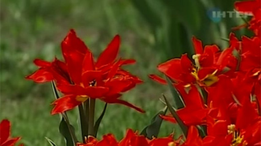 На Певчем поле в Киеве расцвели тюльпаны