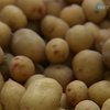 Картофель: Купить или посадить?