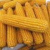 С сегодняшнего дня в Украине отменили квотирование экспорта кукурузы