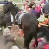 В Австралии лошадь во время скачек запрыгнула на трибуны