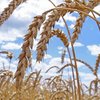 Аграриям необходимо получить 7,2 миллиарда гривен кредитов