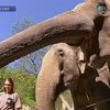 В Пражском зоопарке делают деньги из навоза