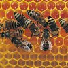 У британских ученых украли четыре улья пчел